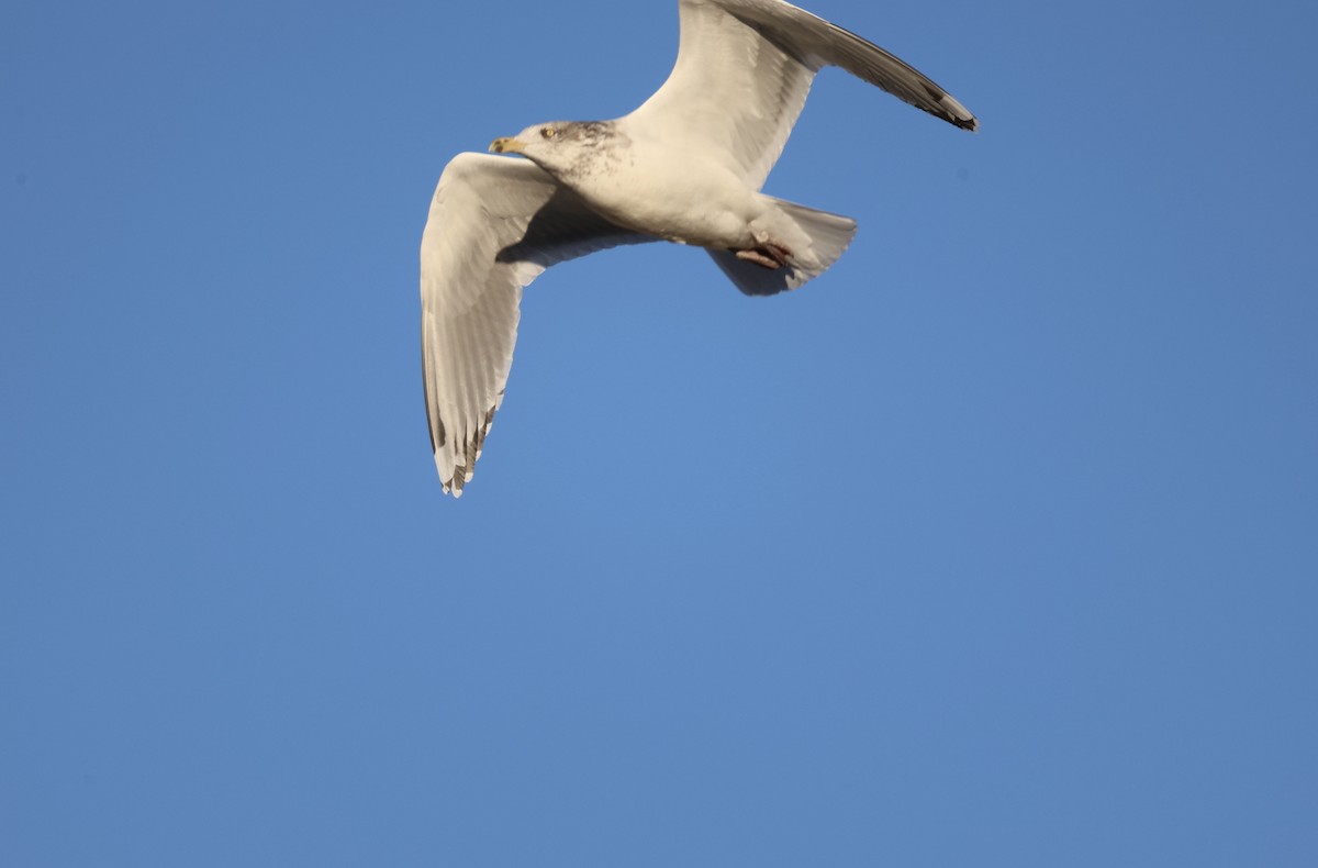 アイスランドカモメ - ML645984528