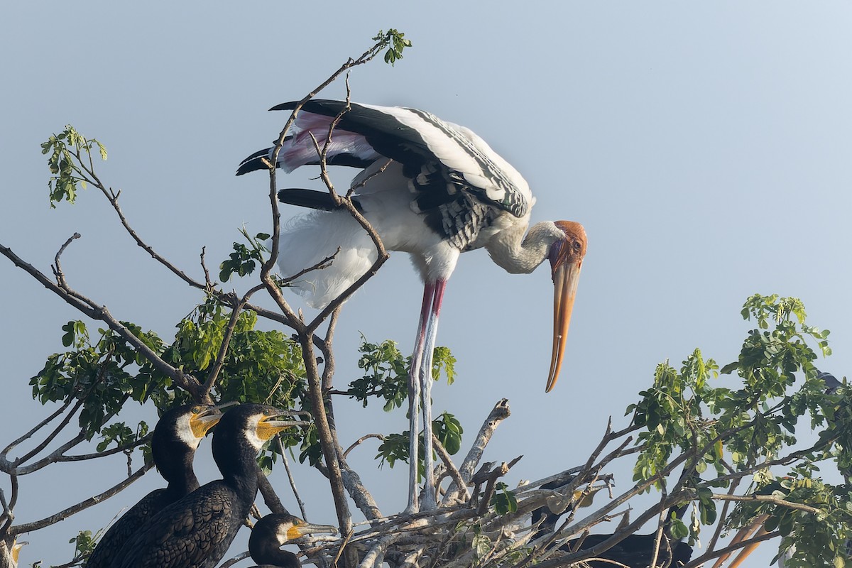 インドトキコウ - ML645984529