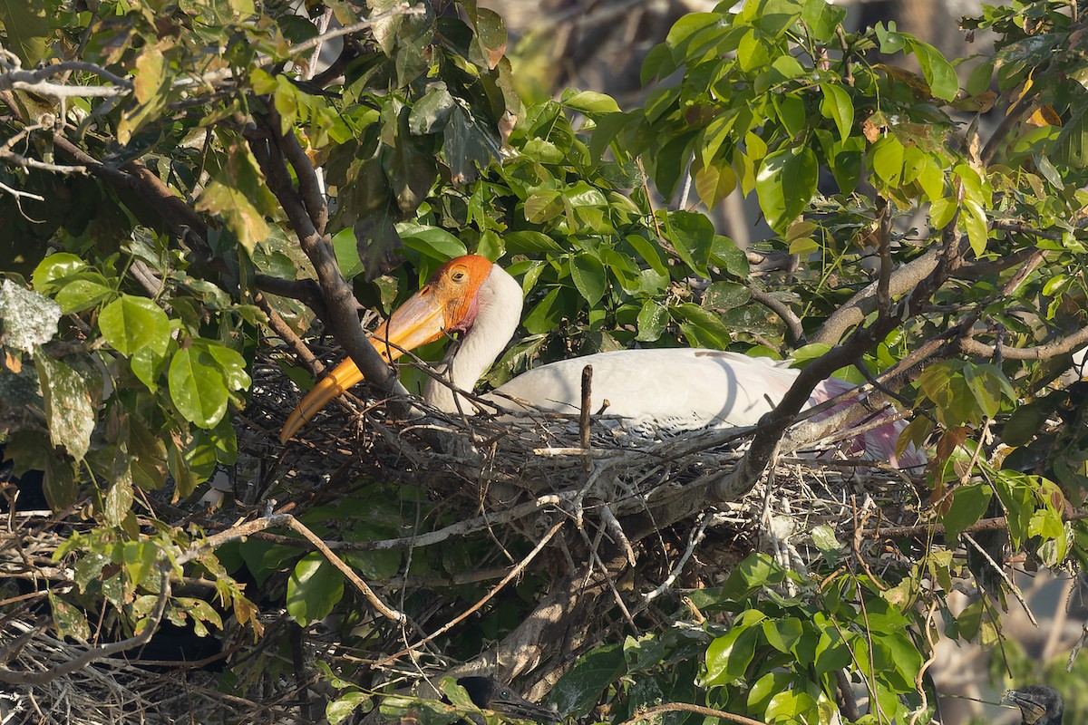 インドトキコウ - ML645984530