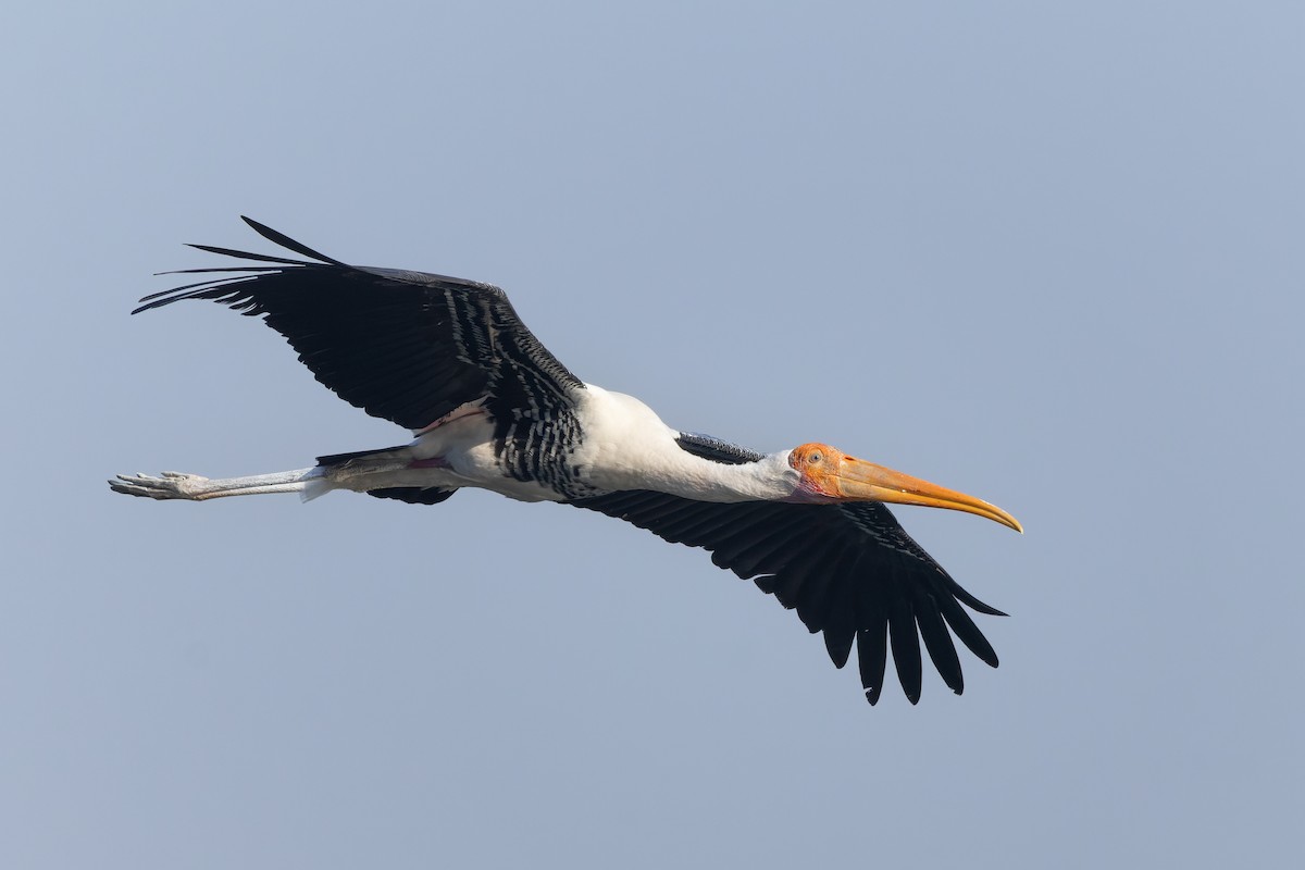 インドトキコウ - ML645984531