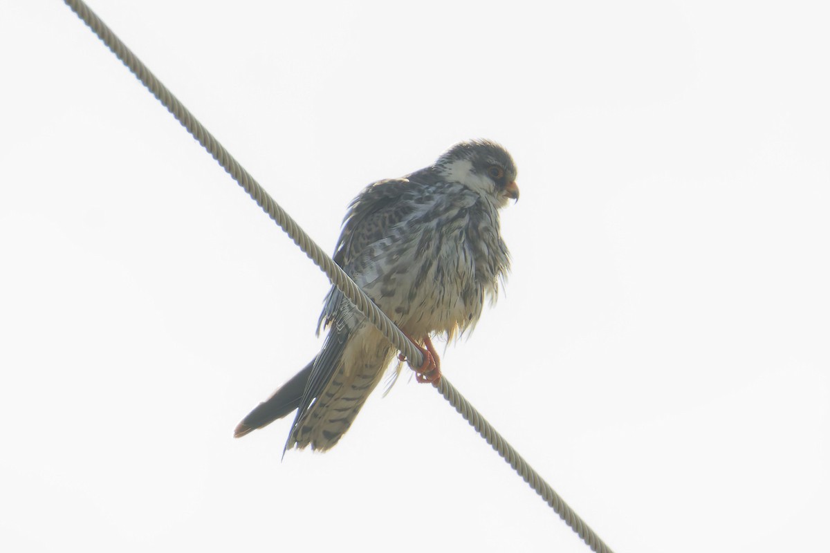Amur Falcon - ML645984532