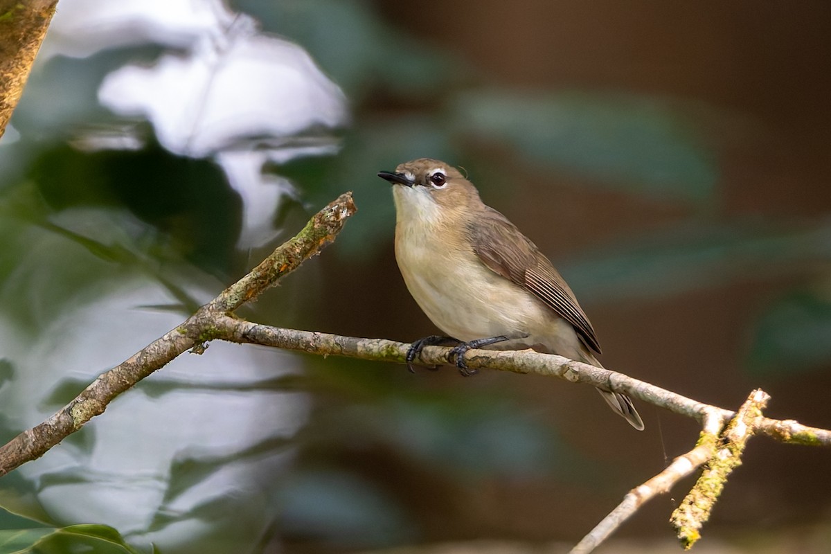 ハシブトセンニョムシクイ - ML645984533
