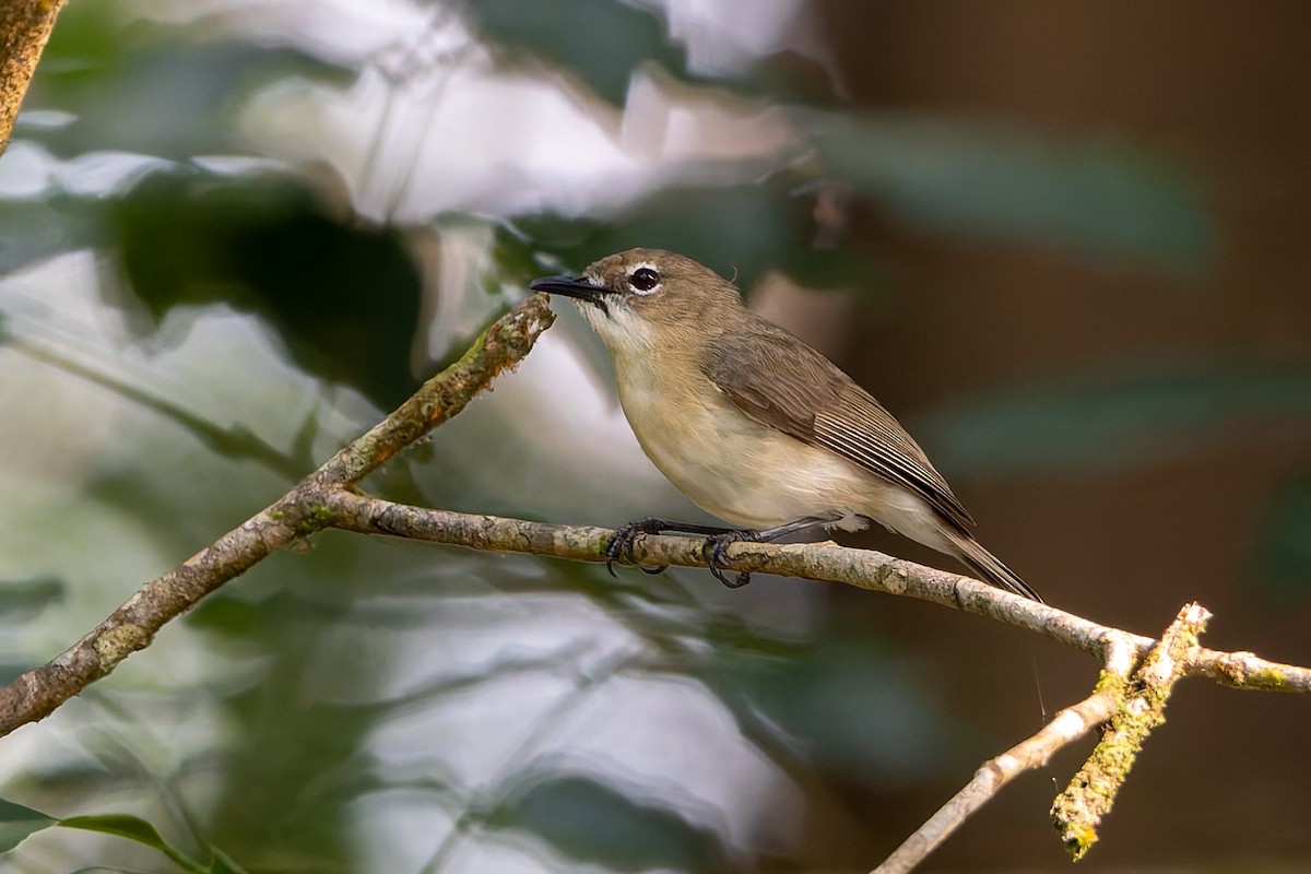 ハシブトセンニョムシクイ - ML645984534