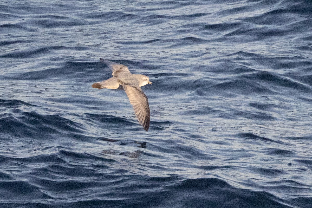 ハシブトクジラドリ - ML645984535