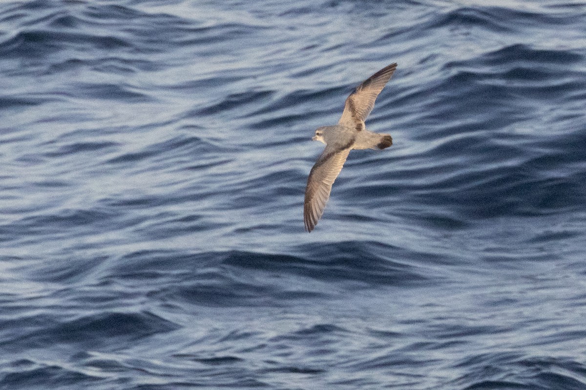 ハシブトクジラドリ - ML645984536