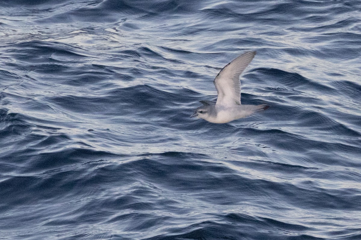 ハシブトクジラドリ - ML645984537