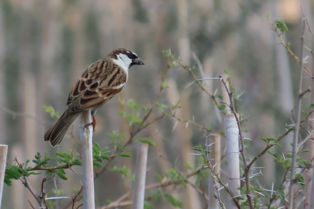House Sparrow (Indian) - ML645984538
