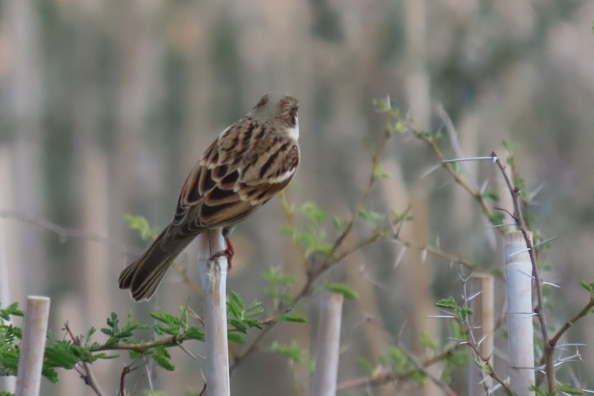 House Sparrow (Indian) - ML645984539