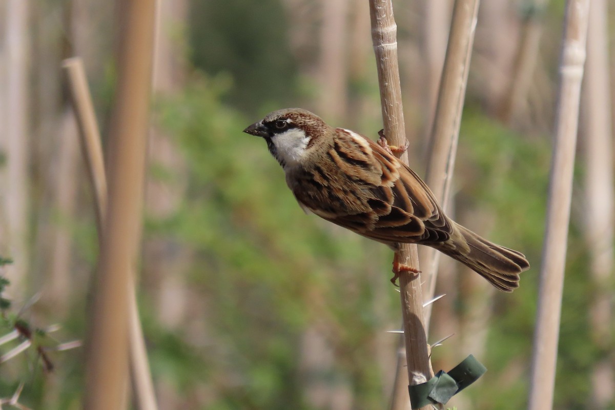 House Sparrow (Indian) - ML645984540