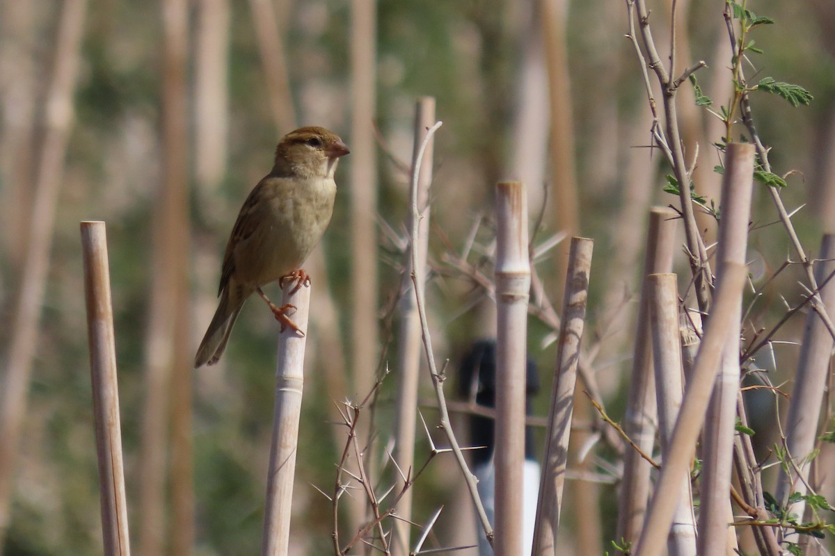 House Sparrow (Indian) - ML645984541