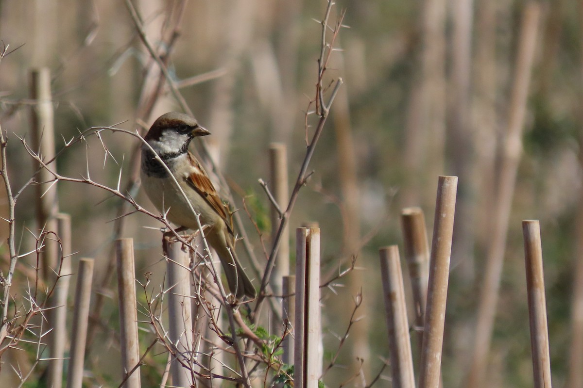 House Sparrow (Indian) - ML645984542