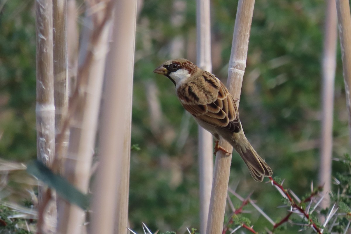 House Sparrow (Indian) - ML645984543