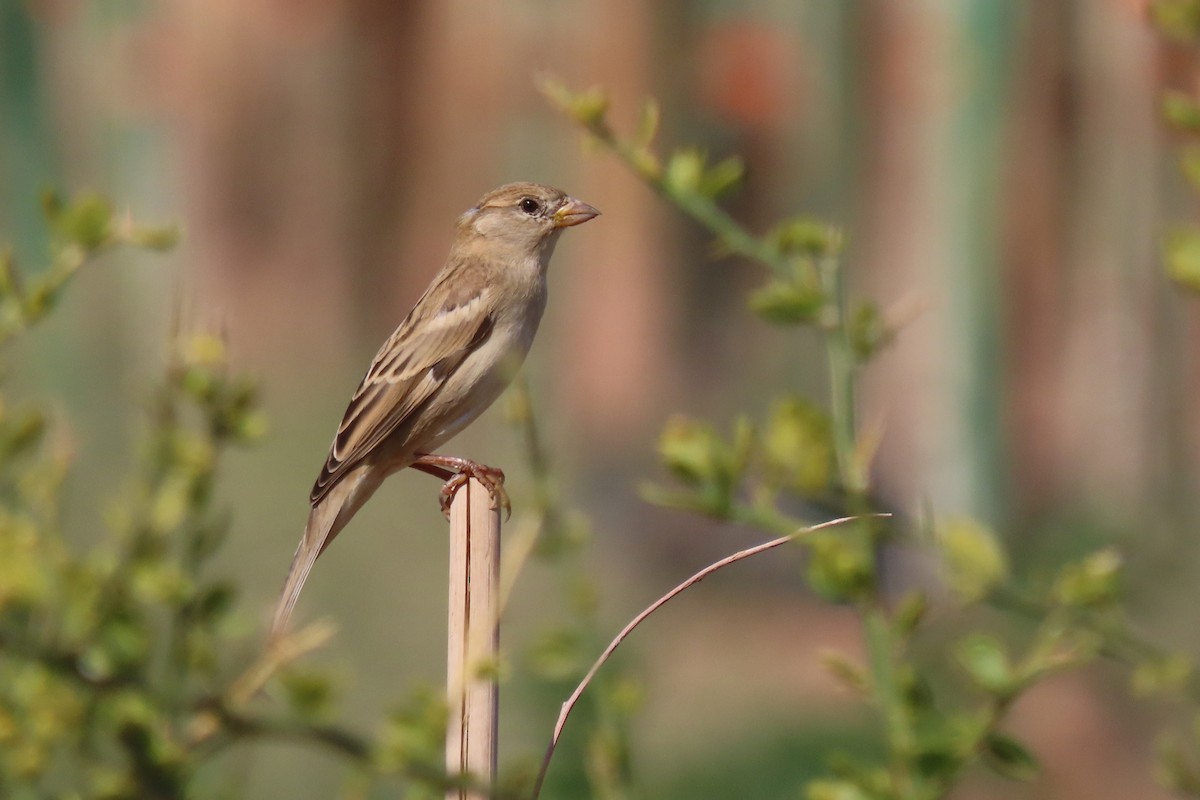 House Sparrow (Indian) - ML645984544