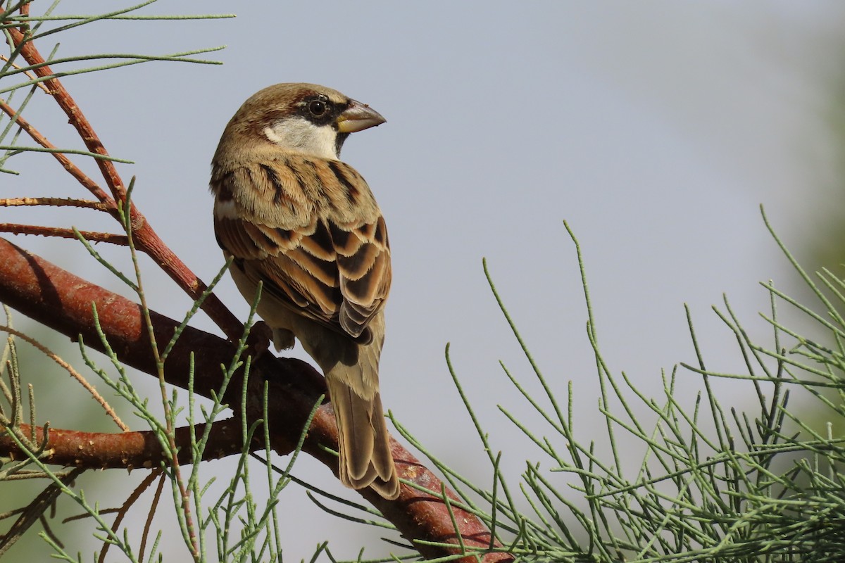 House Sparrow (Indian) - ML645984545