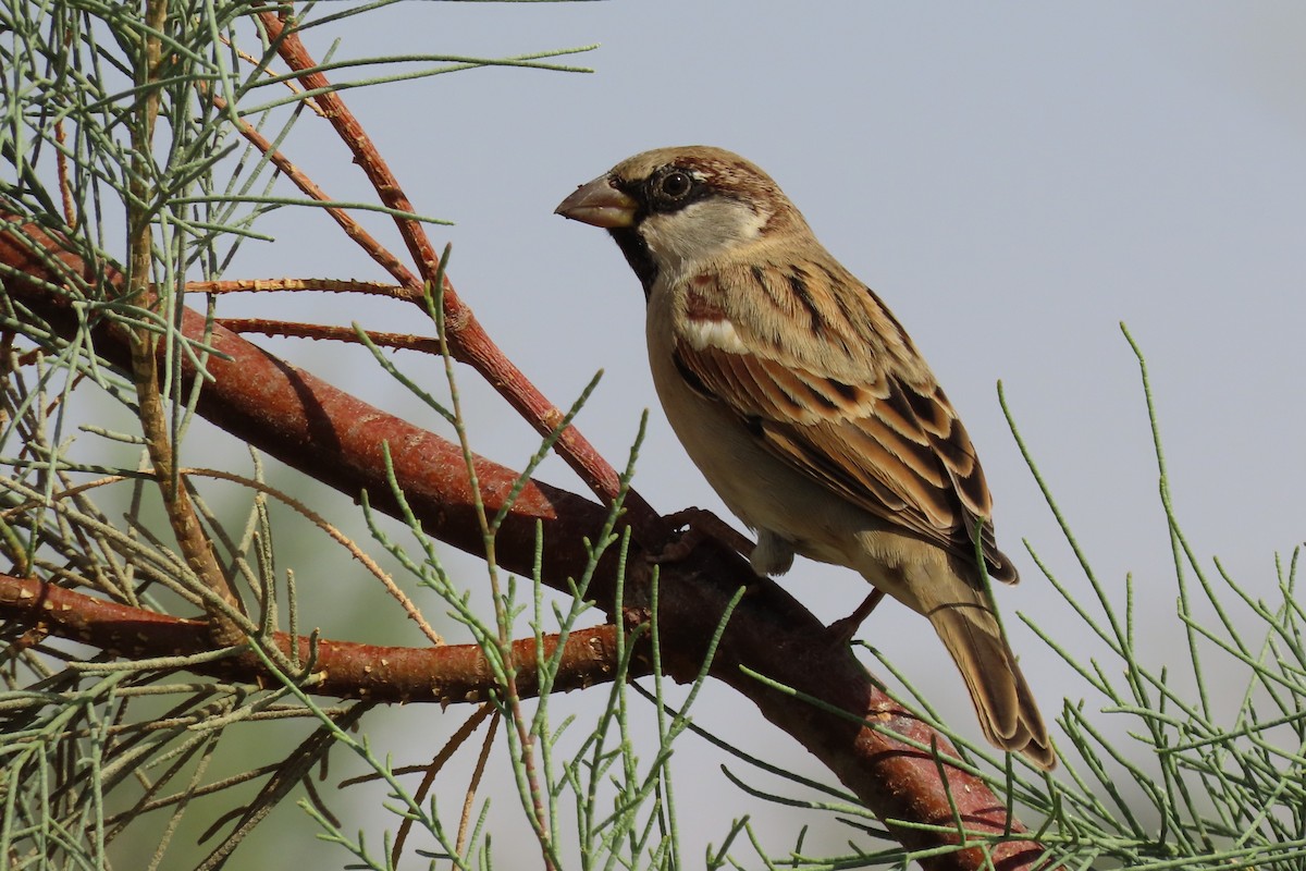 House Sparrow (Indian) - ML645984546