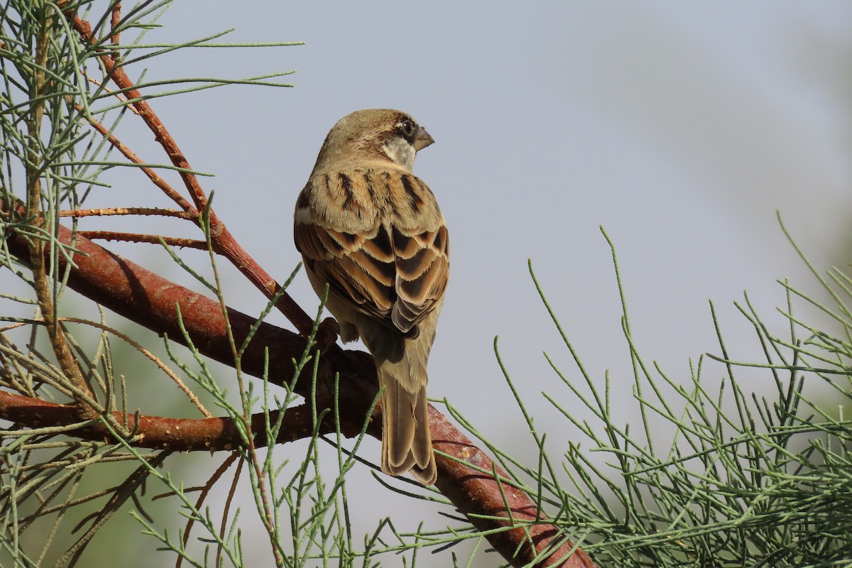 House Sparrow (Indian) - ML645984547