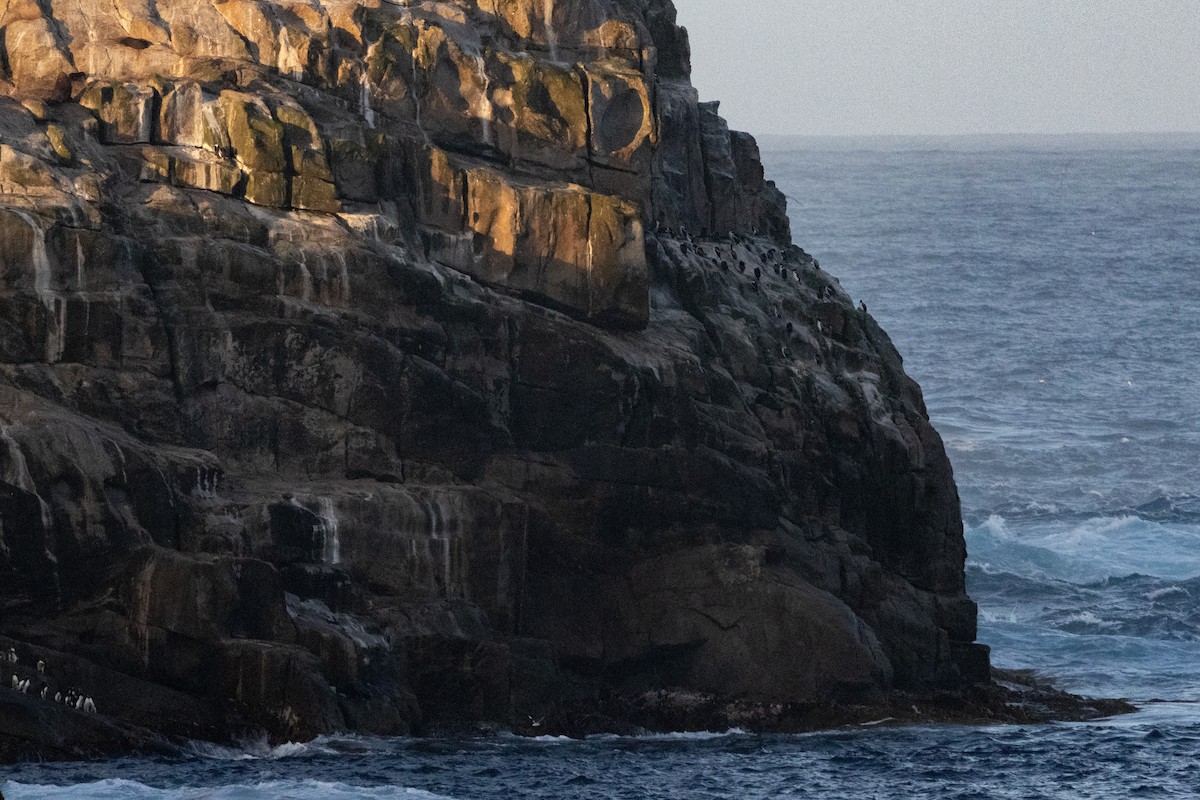 Bounty Islands Shag - ML645984548