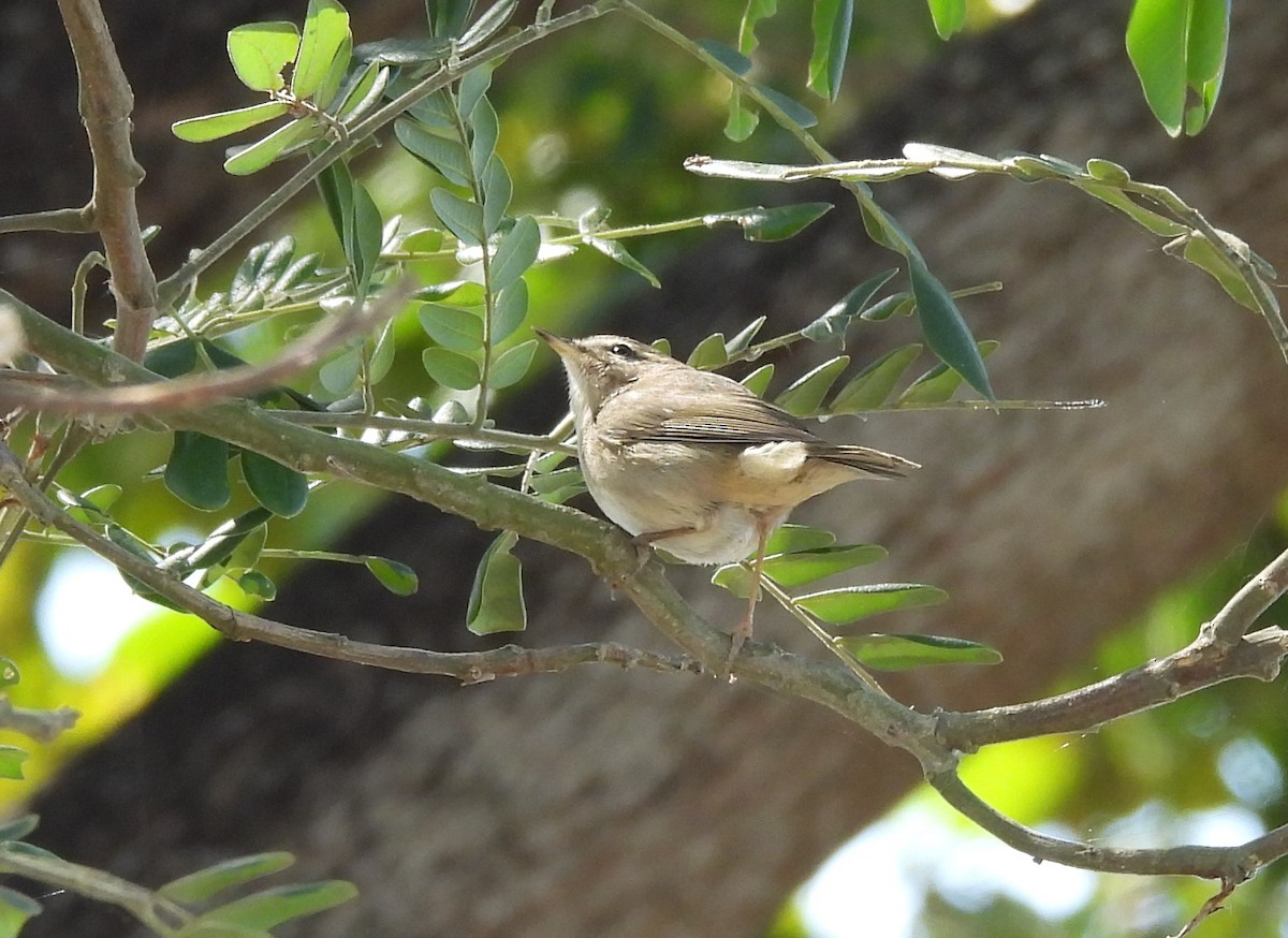 ムジセッカ - ML645984549