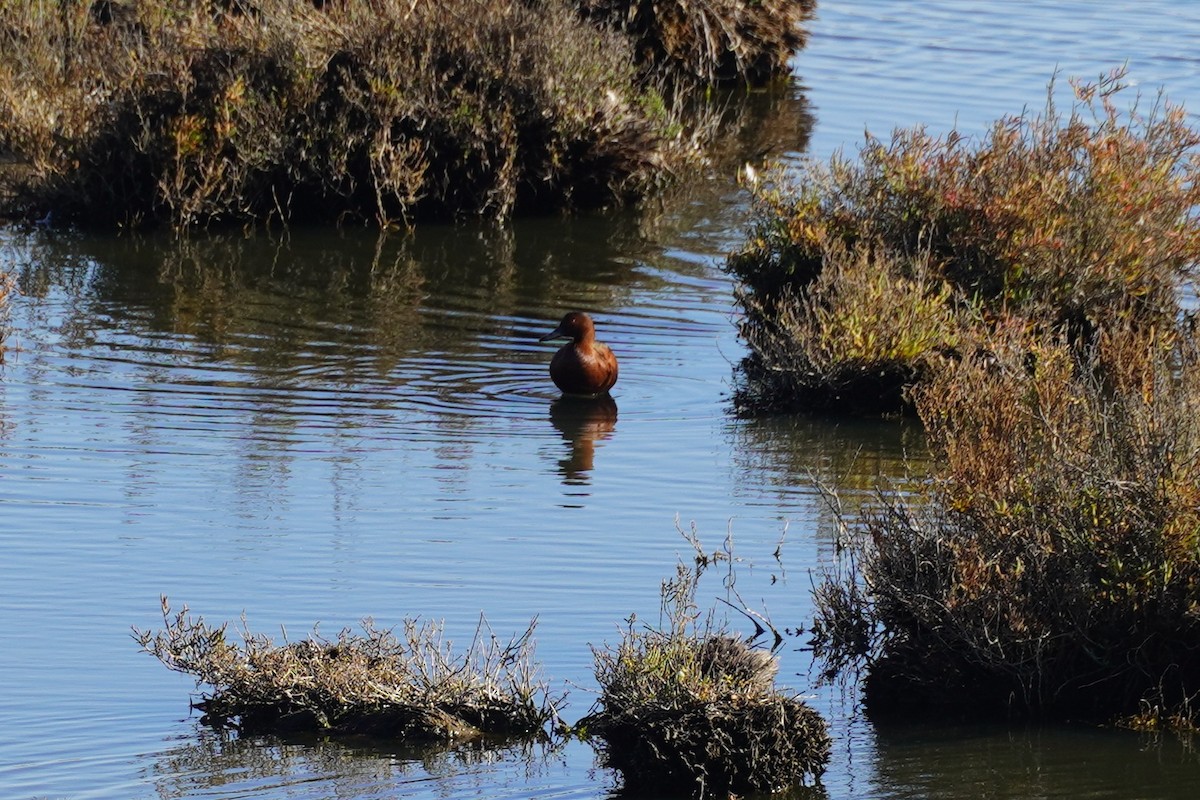 アカシマアジ - ML645984550