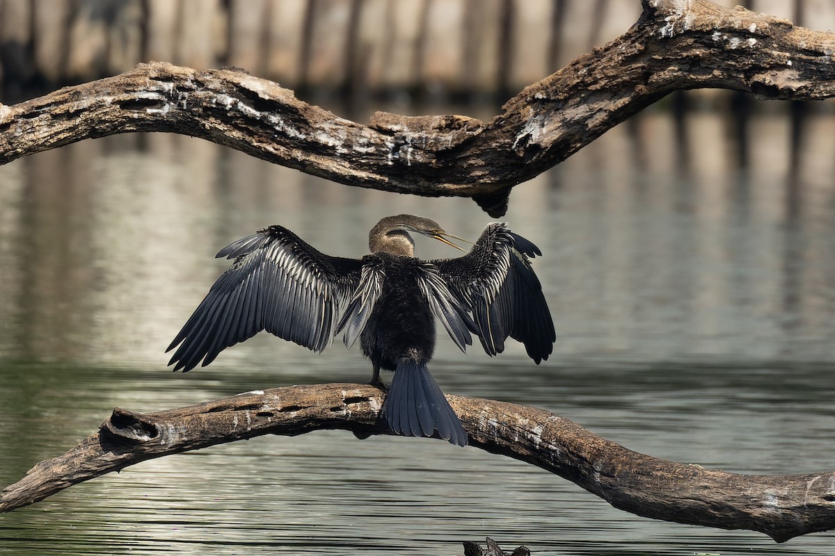 アジアヘビウ - ML645984557