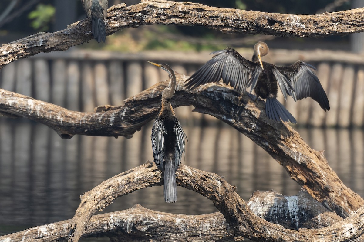 アジアヘビウ - ML645984558