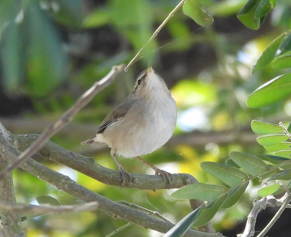 עלווית כהה - ML645984563