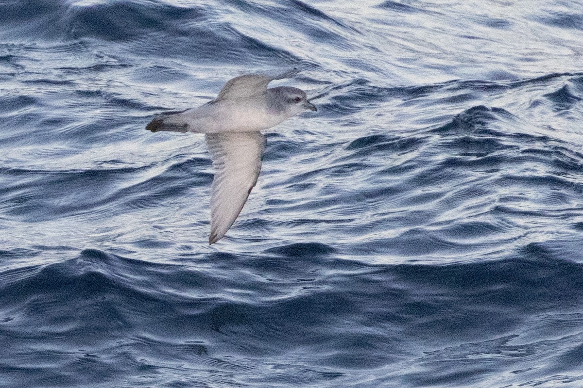 ハシブトクジラドリ - ML645984566