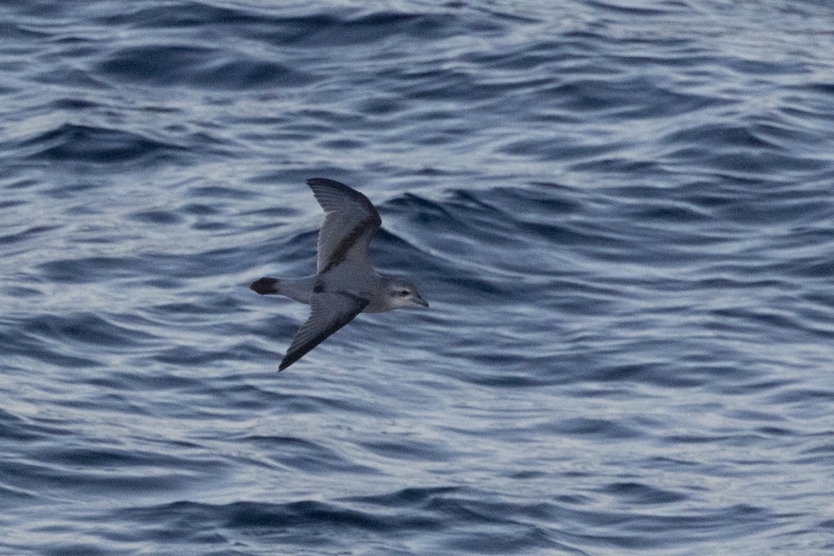 ハシブトクジラドリ - ML645984567