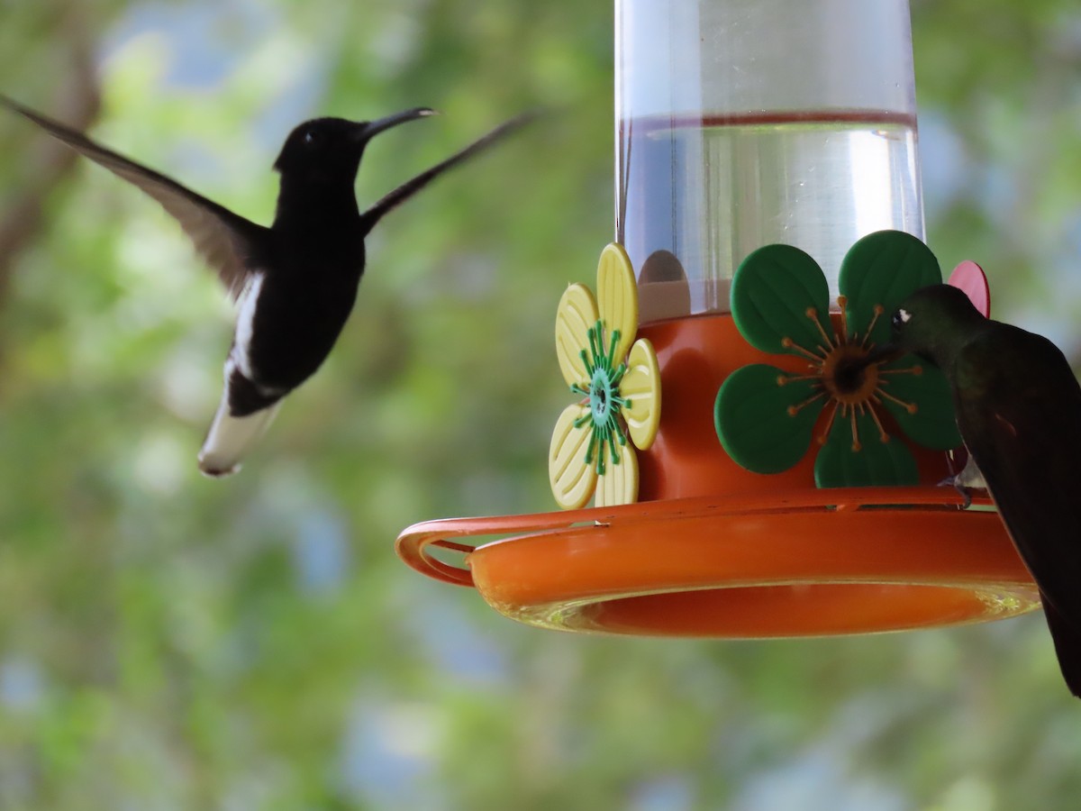 Black Jacobin - ML645984571