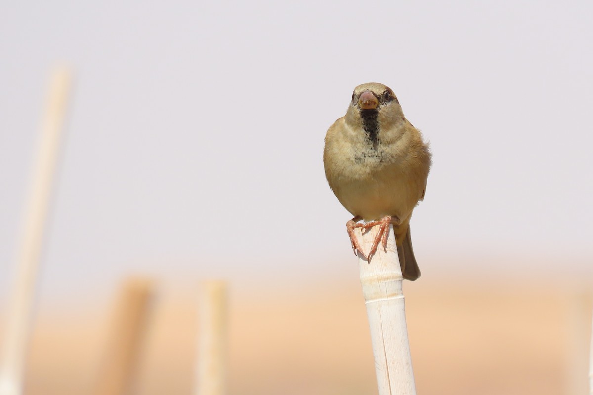 Gorrión Común - ML645984574