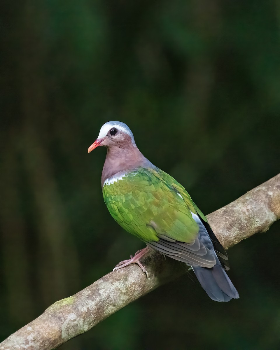 Asian Emerald Dove - ML645984576