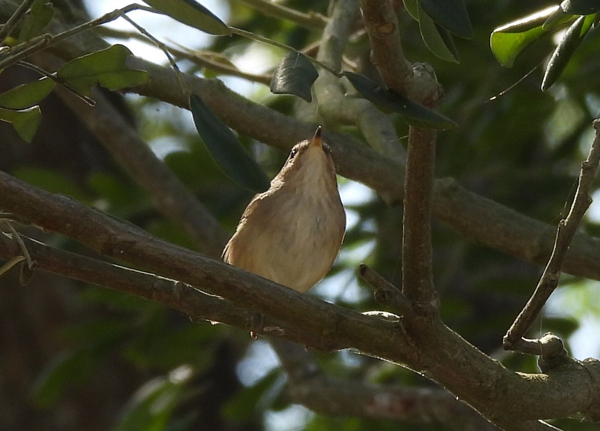 עלווית כהה - ML645984582