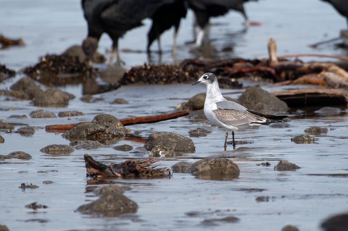 Franklin's Gull - ML645984593