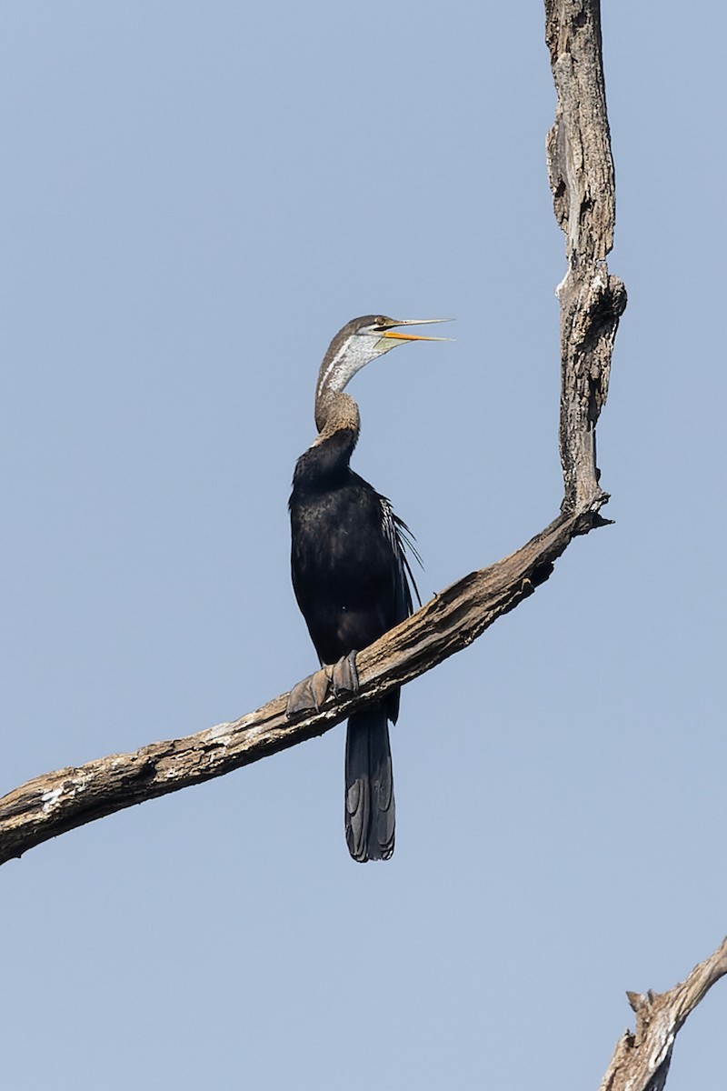 Oriental Darter - ML645984597