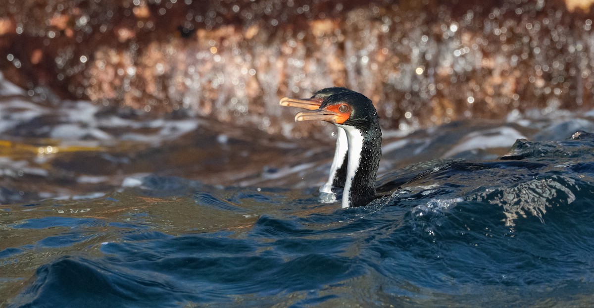 Bounty Islands Shag - ML645984599