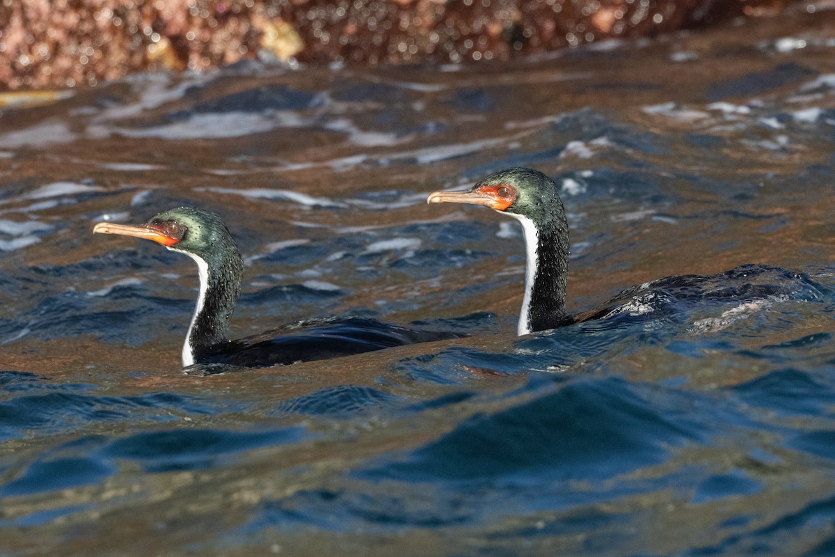 Bounty Islands Shag - ML645984600