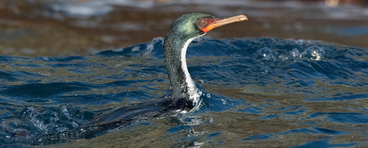 Bounty Islands Shag - ML645984601