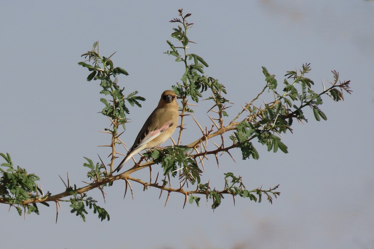 Буланый вьюрок - ML645984602