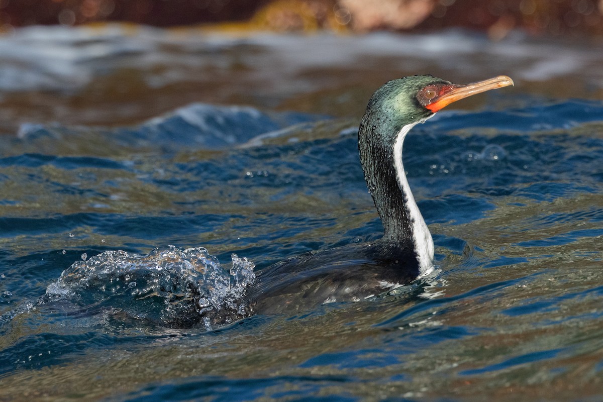 Bounty Islands Shag - ML645984603