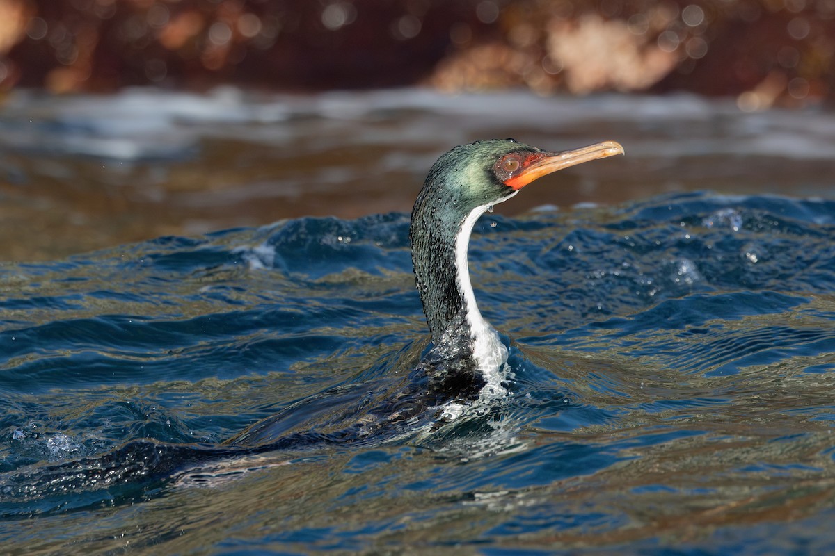 Bounty Islands Shag - ML645984604