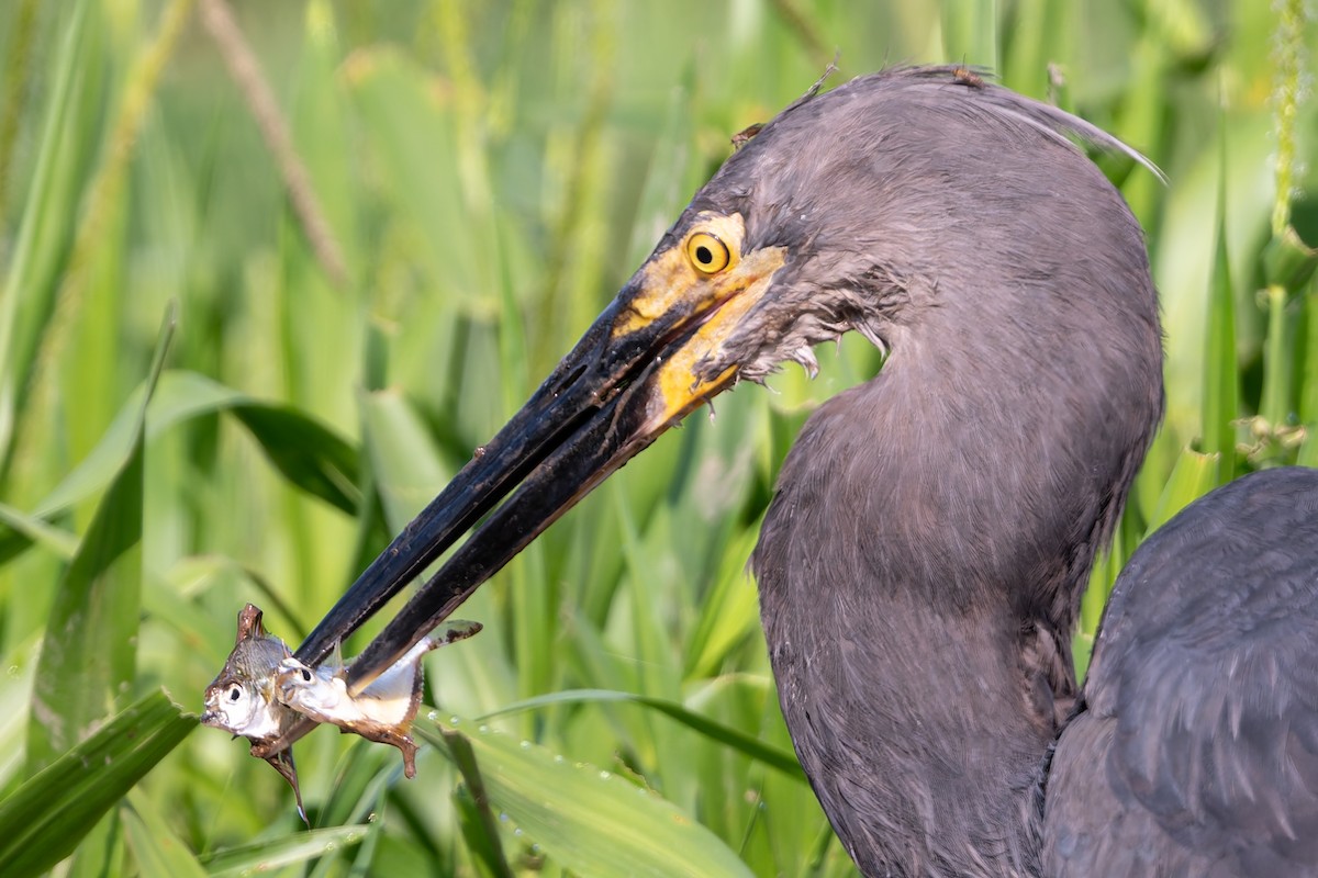 Great-billed Heron - ML645984605