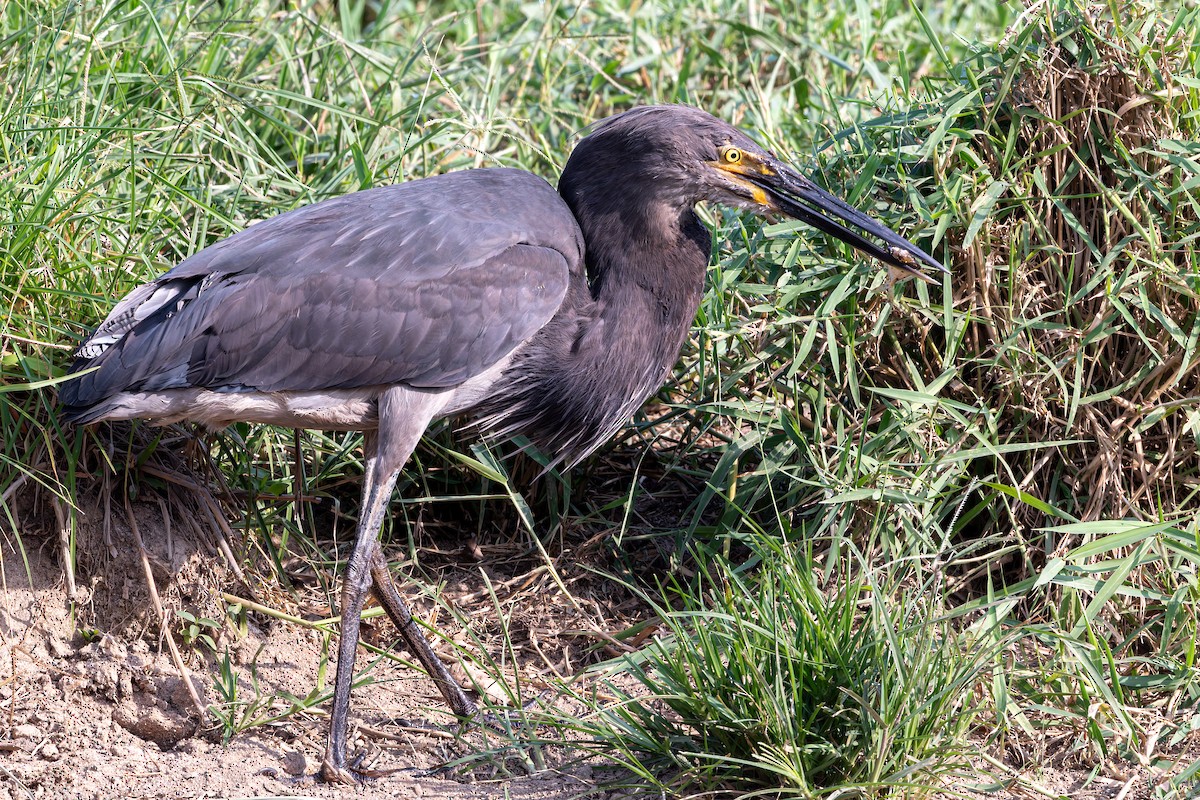 Great-billed Heron - ML645984606