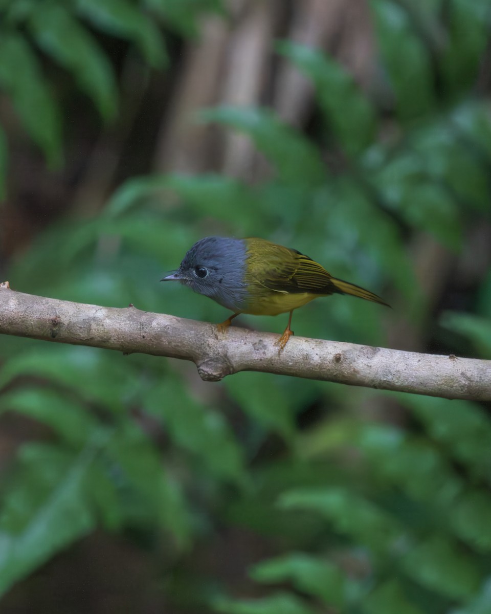 Gray-headed Canary-Flycatcher - ML645984607