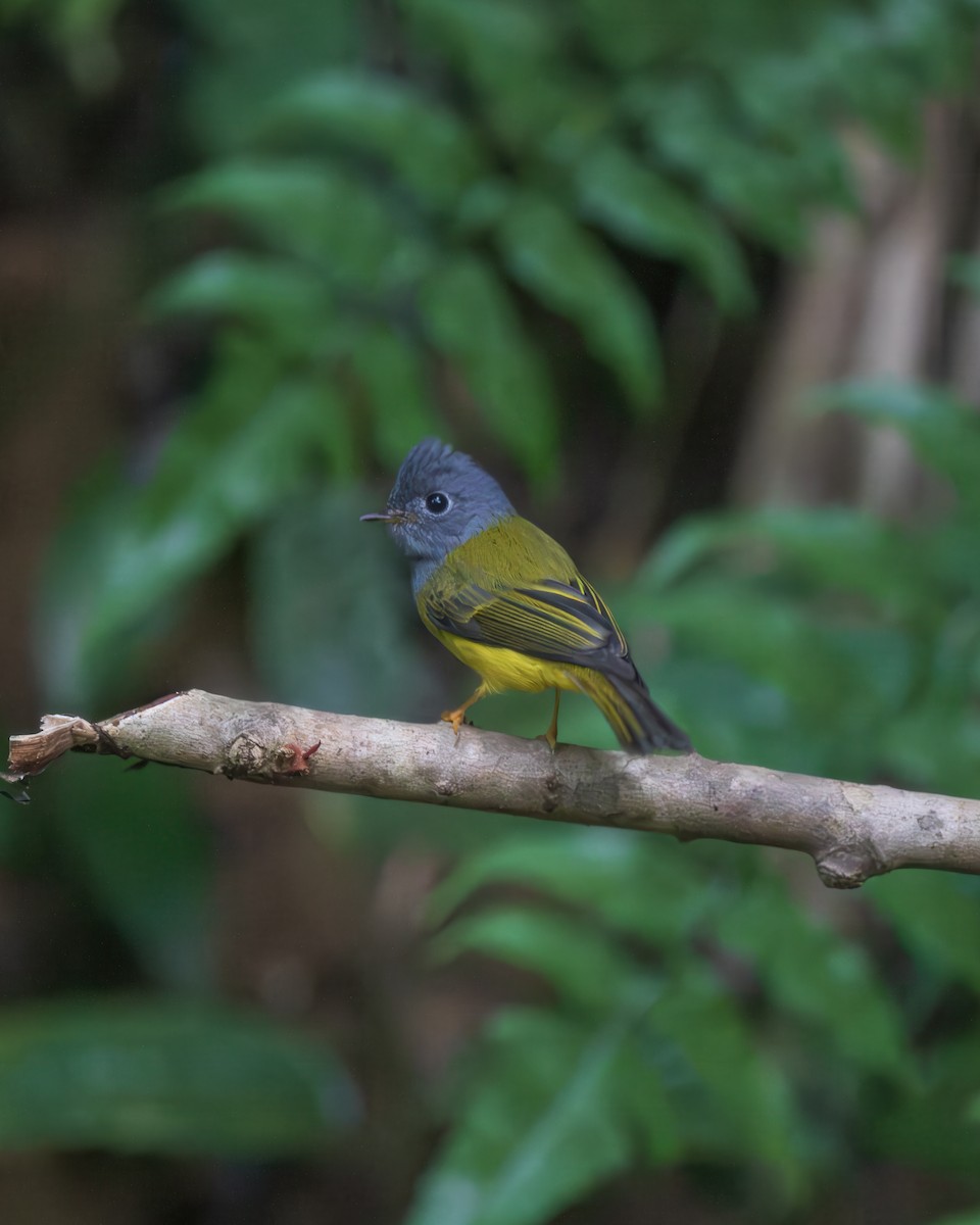 Gray-headed Canary-Flycatcher - ML645984608