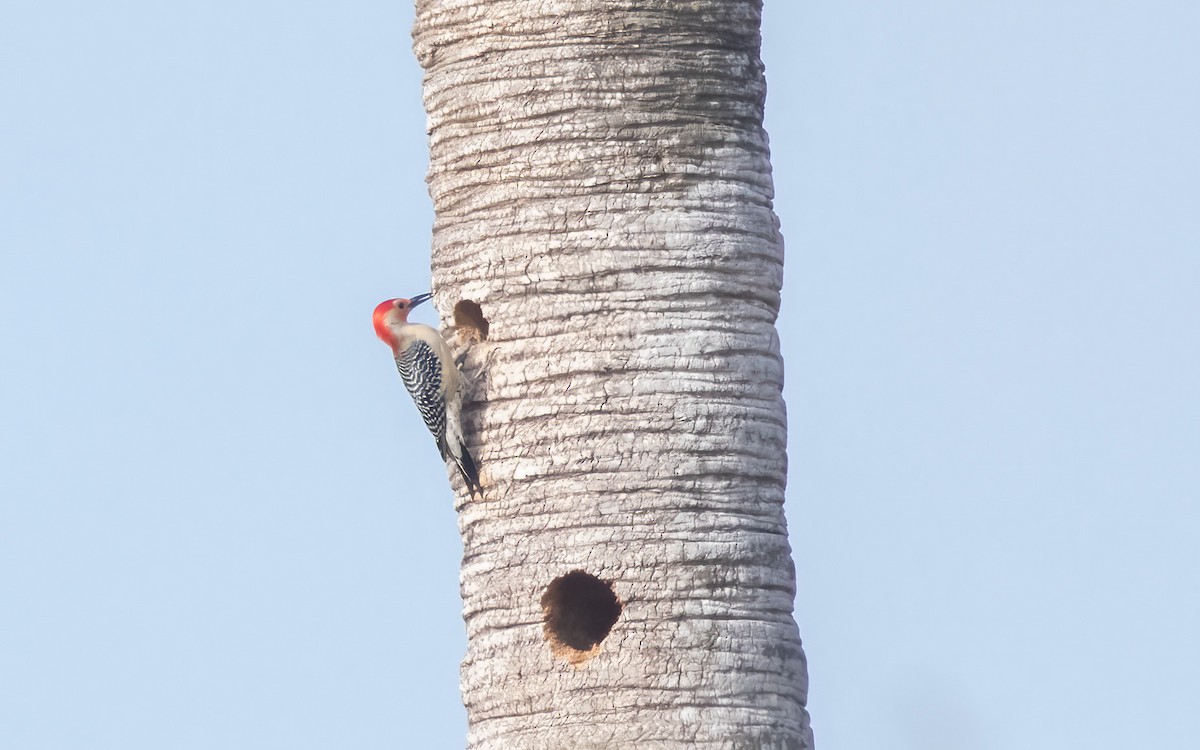 シマセゲラ - ML645984613