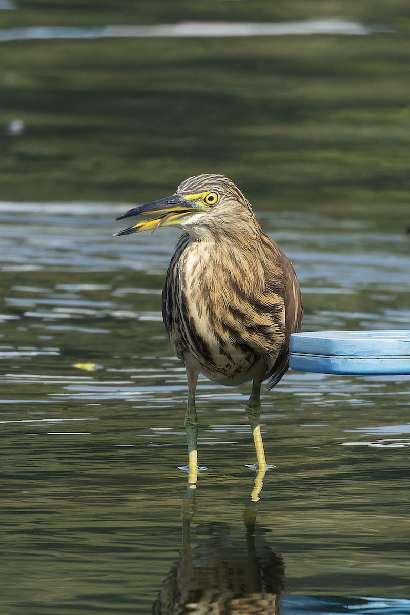 Indian Pond-Heron - ML645984614
