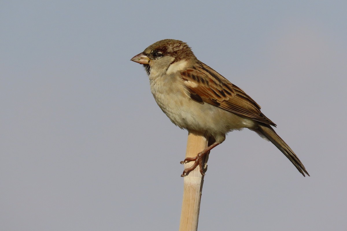 Gorrión Común - ML645984615