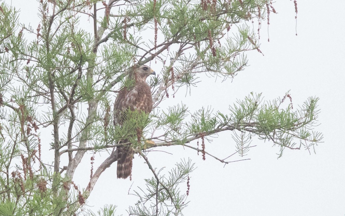 カタアカノスリ - ML645984619