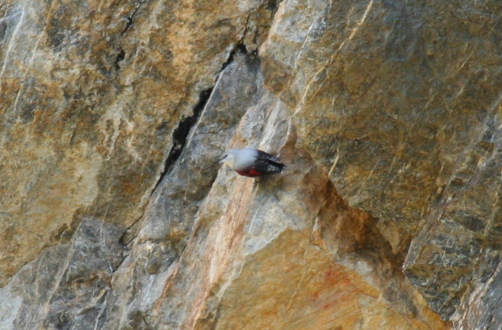 Wallcreeper - ML645984633
