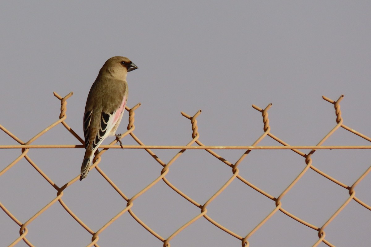 Буланый вьюрок - ML645984634